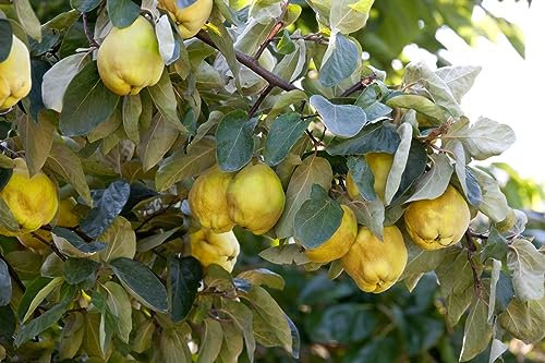 Cydonia 'Birnenquitte' 40 cm Stammhöhe - Birnenquitte, gelbe Früchte, Erntezeit Oktober, ideal für Obstgärten, pflegeleicht und winterhart