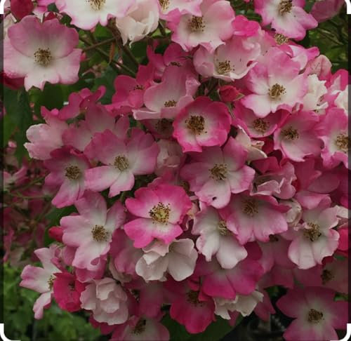 Ballerina Bush Rose Plant, Pink Flowering Shrub