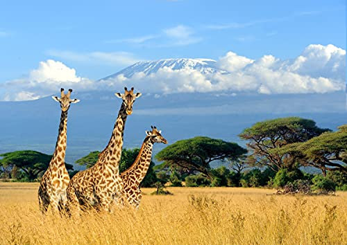 GIRAFFEN Fototapete VLIES-300x223 cm (403A)-Natur Landschaft Tiere Afrika Löwe Zebra Safari Wandtapete-Inkl. Kleister-Vliestapete Bild Dekoration Wand-Dekor Moderne Motiv-Tapete Panorama Poster XXL