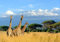 GIRAFFEN Fototapete VLIES-300x223 cm (403A)-Natur Landschaft Tiere Afrika Löwe Zebra Safari Wandtapete-Inkl. Kleister-Vliestapete Bild Dekoration Wand-Dekor Moderne Motiv-Tapete Panorama Poster XXL