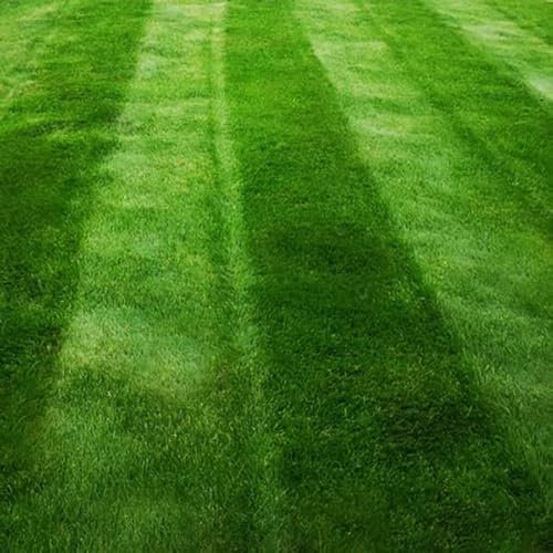 Dark Green Lawn Seed - Grass Seeds for a Green Lawn All Year Round - Hard Wearing & Fast Growing Mix - Garden Lawncare Guy (5kg - 200m²)