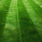 Dark Green Lawn Seed - Grass Seeds for a Green Lawn All Year Round - Hard Wearing & Fast Growing Mix - Garden Lawncare Guy (5kg - 200m²)