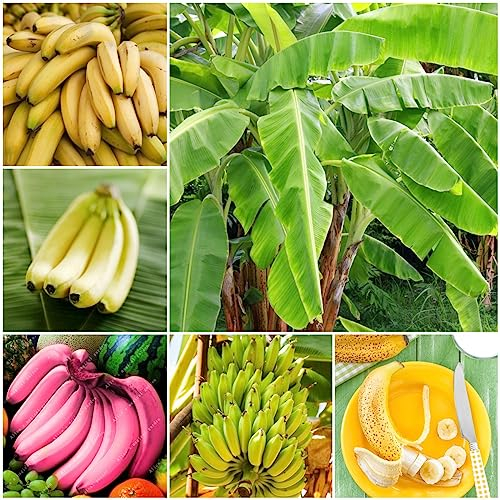 80 pcs bananenbaum pflanze samen zimmerpflanze garden geschenke für ältere menschen bananensamen bananen samen,Musa sikkimensis, bonsai tree indoor garten geschenk pflanzendeko säulenobstbäume