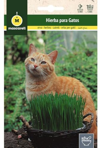 Mascarell Semillas, Cataire, Graines d'Herbes Aromatiques à Planter, Créez votre Propre Potager à la Maison, 10 Grammes