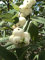 Schneebeere Symphoricarpos albus laevigatus Pflanze 5-10cm Knallerbsenstrauch