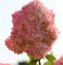 Rispenhortensie Diamand Rouge 30-40cm - Hydrangea paniculata