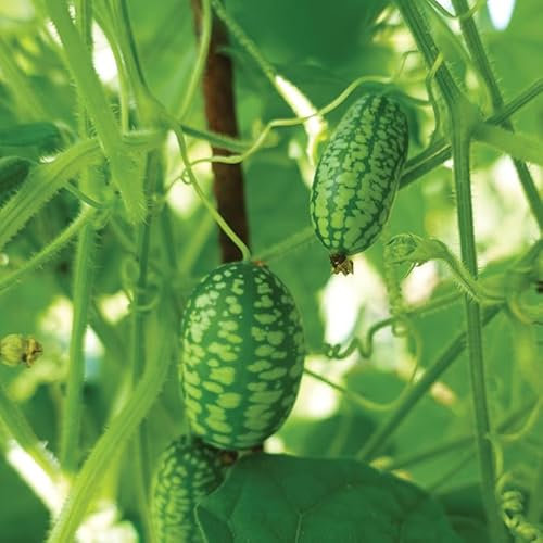 Gardeners Kitchen - Cucamelon Plants - 3 X 9cm Pot Vegetable Plants.