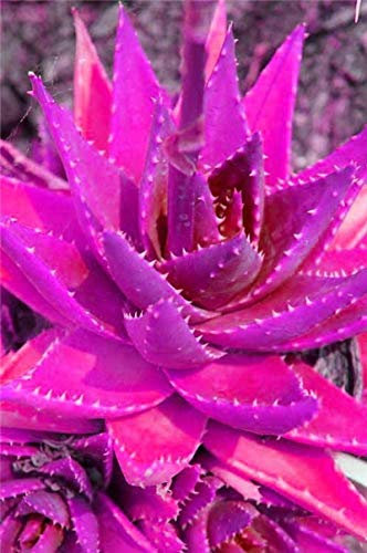 Sumpf frisch 100 Stück Aloe Vera Pflanze Samen zum Pflanzen Pink
