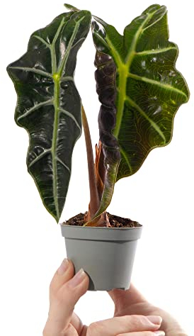 Baby Elephant Ear African Mask Plant - Alocasia Curly Bambino Indoor Houseplant in 6cm Pot | Miniature Plant with Green and Cream Foliage | for Kitchen Bathroom and Office | Grow Your Own Baby Plants