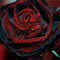 1, rot: Shopvise Edelrose Blumensamen 30Pcs (rot)