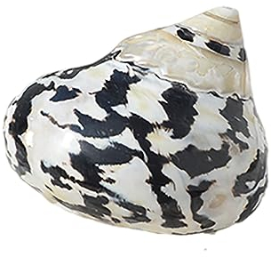 COYOUCO Coquilles pour Bernard l'Hermite - Taille d'ouverture de 0,6 à 2 Pouces - Fournitures pour Bernard l'Hermite - Coquilles Naturelles pour Bernard l'Hermite,A