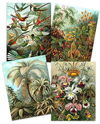 Artery8 Ernst Haeckel Kunstformen Der Natur Plates Nature Vintage Birds Flora Fauna Biology Art Print Poster Home Decor Premium Pack of 4 Kunstformen der Natur