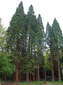 Seeds Sequoia, Giant Sequoia agramsero red Wood 3 Seeds