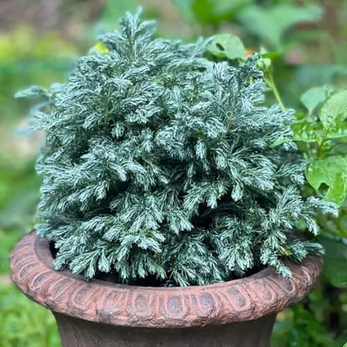 Semi di cipresso - semi di ornamentale biologico, resistente al freddo invernale. giardino vecchie varietà resistenti esterno in vaso 90pcs