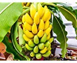 100pcs / bag Topf Banane Samen Bio-Fruchtsamen gesunde und nahrhafte Lebensmittel Früchte Zwergbanane Pflanze für Hausgarten Bonsai
