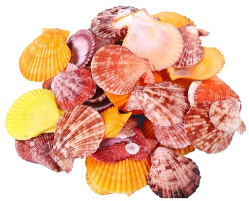 YOYEAH 200g Natur Muscheln zum Basteln | Muschel Deko für DIY-Basteldekoration | Meeresmuscheln mit Loch | Jakobsmuschel, Schleckmuscheln & Mehr | Muscheln Basteln Deko Meerjungfrau | 3-6cm