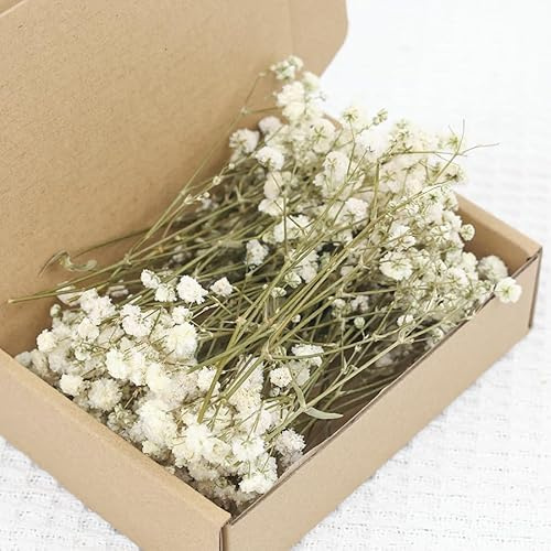 100 Stück Schleierkraut Getrocknet, Trockenblumen Schleierkraut, Trockenblumen zum Basteln, Getrocknete Blumen Klein für DIY Fotorahmen, Lesezeichen, Grußkarten