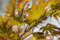 Acer palmatum 'Tobisho' Japanischer Ahorn - Zierpflanze C10 Topf, 60-80cm, Rotlaubig, Winterhart