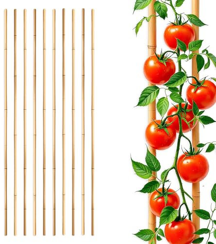 Lot de 10 tuteurs en bambou pour plantes grimpantes - Longueur : 105 cm