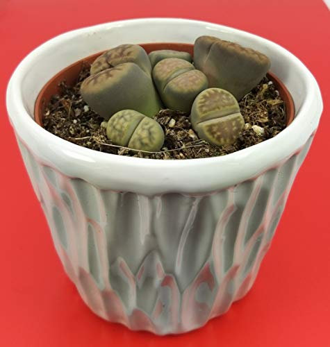 POWERS TO FLOWERS - LITHOPS, SASSI VIVENTI, PIANTA SASSO, pianta vera