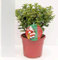 Ilex merserveae Little Rascal - Stechpalme Kleiner Strolch - im Dekotopf 30-40cm Verpackungseinheit 1