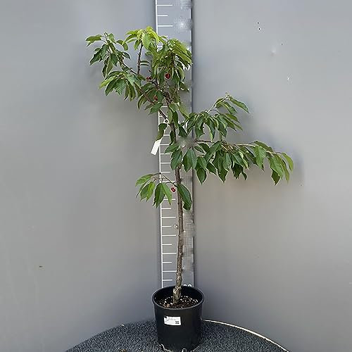 SAVINI VIVAI Plantes fruitières en pot Cerisier étoilé 22-24 cm 2-3 ans Hauteur 130-150 cm