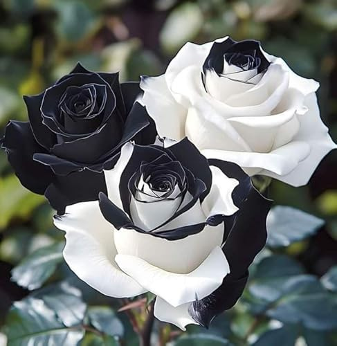 Rosa Rara - Arbusto de rosa perenne resistente - De fragancia intensa - Ideal para macetas y plantación en suelo - Hermoso diseño de jardines-1 root-B
