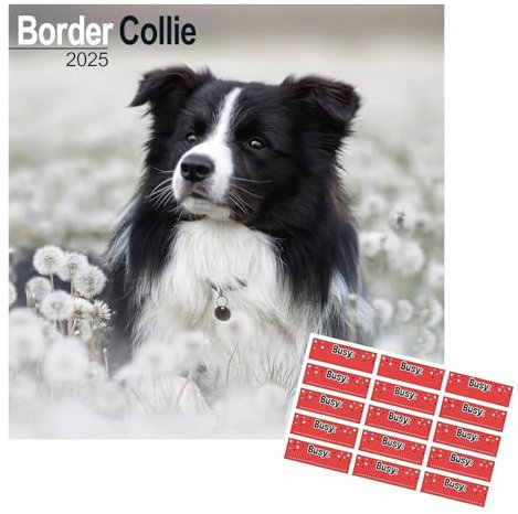 Border Collie Kalender 2026 | Eckiger Hunderasse Wandkalender | 16 Monate | mit Organisationsaufklebern