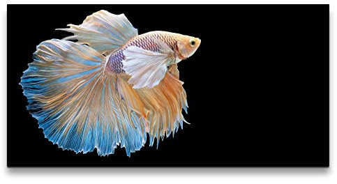 Paul Sinus Leinwandbild 120x60cm Siamesische Kampffisch Schön Fotokunst Fisch