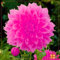 Los bulbos de dalia son flores ornamentales perennes, resistentes y llamativas, adecuadas para jardines y macetas.-10 bulbo-J