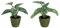J-Line Anthurium/Taro Geant en Pot Plastique Vert Assortiment De 2