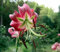 Lilienzwiebeln Baumlilie Riesenlilien Lilium Zwiebeln Onion Knollen Winterhart Frische mehrjährig duftenden Prachtblüten (Black Beauty)