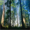 Benutzerdefinierte Malerei für das Wohnzimmer der Naturwald Bäume Kunst Fotos Wandbilder-3d Fotowand Papiertapete-200x140cm