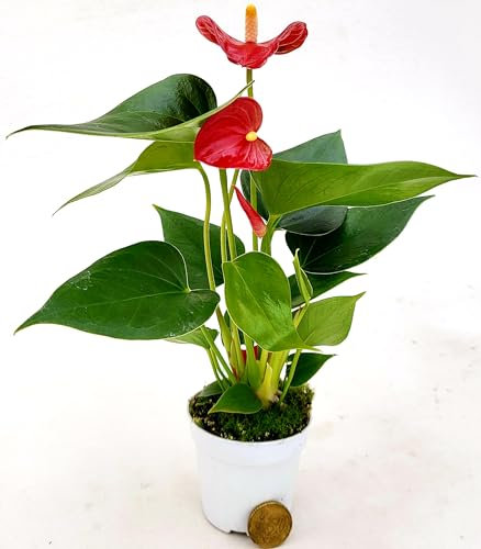 POWERS TO FLOWERS - ANTHURIUM ROSSO IN VASO 7 CM DIAMETRO, IDEALE PER TERRARIUM DI MEDIA MISURA, piante vere