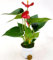 POWERS TO FLOWERS - ANTHURIUM ROSSO IN VASO 7 CM DIAMETRO, IDEALE PER TERRARIUM DI MEDIA MISURA, piante vere