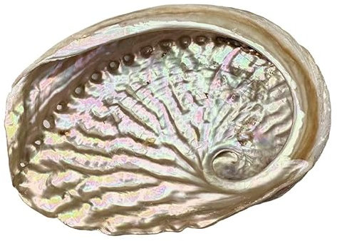 Coquille d'ormeau abalone nacre pour purification à la Sauge Blanche, palo santo, encens, fumigation. (AUSTRALIE 15-16 cm)