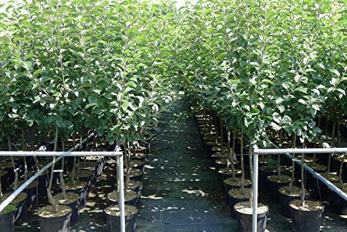 James Grieve Apfelbaum Obstbaum kleinbleibend Niedrigstamm Sommerapfel Tafelapfel