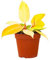 PLNTS - Philodendron Prince Of Orange - Zimmerpflanze - Zimmerpflanzen, Pflanzen Echt, Nachhaltige Verpackung -12cm Topf - Höhe 10cm - Direkt von der Gärtnerei