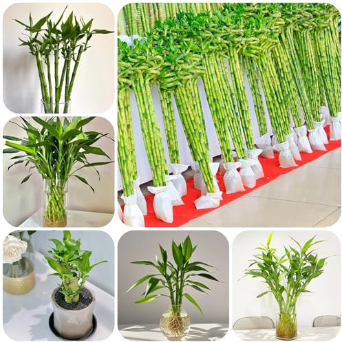 planta de bambú - semillas plantas perennes resistentes camas elevadas para jardín semillas de plantas jardín bambú pequeños exóticas macetas decorativas balcón bonsái para 100pcs