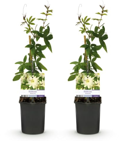 GreenboutiQ - Passionsblume - Passiflora Avalanche - Blüte Weiß - Pflegeleicht - 2 Pflanzen - Topf 11cm Höhe 40cm