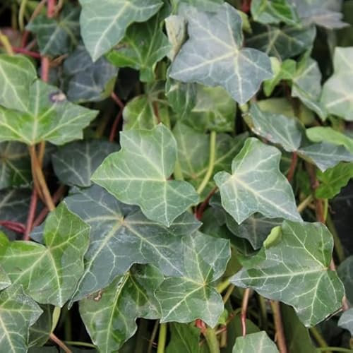 Großblättriger Efeu - Hedera hibernica - 50-60 cm Topf