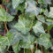 Großblättriger Efeu - Hedera hibernica - 50-60 cm Topf