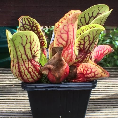 Semi di Sarracenia purpurea - piante verdi, piante da balcone piante carnivore semi di piante carnivore semi di piante d'appartamento piante da appartamento, piante decorative piante 500pcs