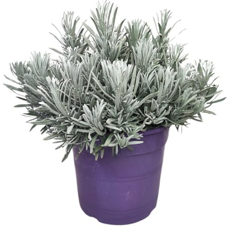 I Giardini di Giulia | Lavandula Angustifolia (Lavanda) D.24 H.45 | Pianta Aromatica Decorativa e Benefica per Giardino e Balcone | Profumo Naturale e Coltivazione Facile