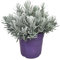 I Giardini di Giulia | Lavandula Angustifolia (Lavanda) D.24 H.45 | Pianta Aromatica Decorativa e Benefica per Giardino e Balcone | Profumo Naturale e Coltivazione Facile