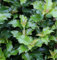 Hochstamm Stechpalme Ilex Little Rascal 100-125cm - Ilex meserveae - Gartenpflanze