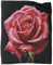 Red Rose Kuscheldecke Flauschig Decke Rosenmuster Fleecedecke 40x50inch(100x130cm) Warme Sofa Decke,Kuschlige Wohndecke Weich Als Wohnzimmer Blanket Couchdecke Für Winter