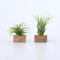 Life in a bag Plantas de Aire Colgantes. Tillandsias fijados a un tapón de Corcho y con Ventosa. Plantas de Interior Naturales para decoración de Paredes (2, Ionantha Scaposa y Ionantha Green)