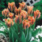 YGHESFDE Tulpenzwiebeln winterhart mehrjährig mix - Tulpenzwiebeln winterhart mehrjährig bunt- Tulpen zwiebeln mehrjährig-3zwiebeln-H