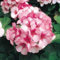Seeds Film covered Semi Maverick Stella Geraniium - 15 seeds